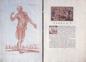 तालिका Anatomicæ, रोम, 1788 से 1 प्लेट द्वारा पिएत्रो दा कोर्टोना